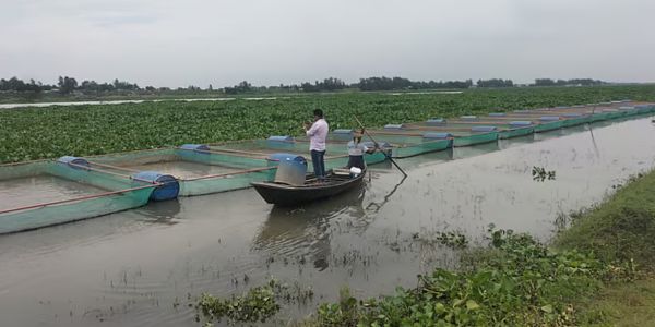 হুরাসাগর নদে খাঁচায় মাছ চাষ, খরচের তুলনায় লাভ বেশি